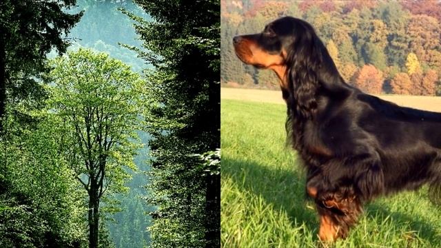 Собака сорвалась с поводка и побежала в сторону леса. Догнав своего питомца, хозяйка опешила смотреть онлайн