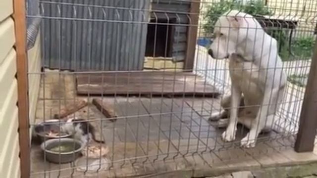 Алабай и котёнок 1 смотреть онлайн