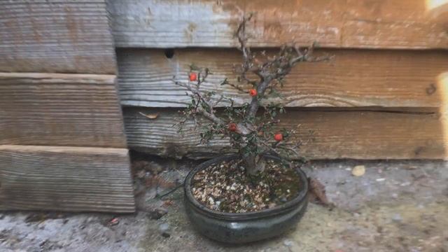 Cotoneaster Bonsai, 5 смотреть онлайн