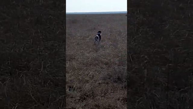 Натаска Эпаньоля Барни смотреть онлайн