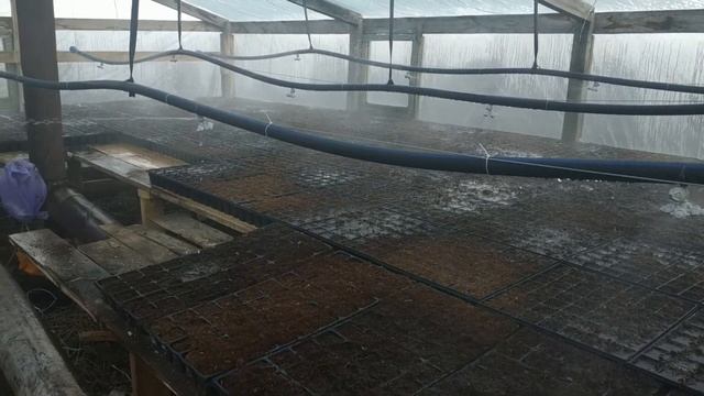 Полив в теплице. Туманообразователи смотреть онлайн