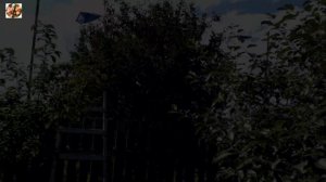 Лучший способ защитить ягоды от птиц!