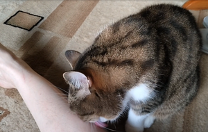 Британский кот. Любимая нога кота.