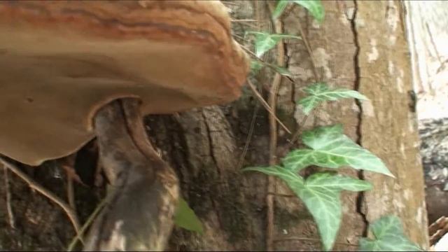 Обычный поход выходного дня смотреть онлайн