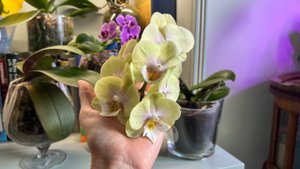 Цветение Younghome Walle: азиаты и голландцы наперегонки! ✌