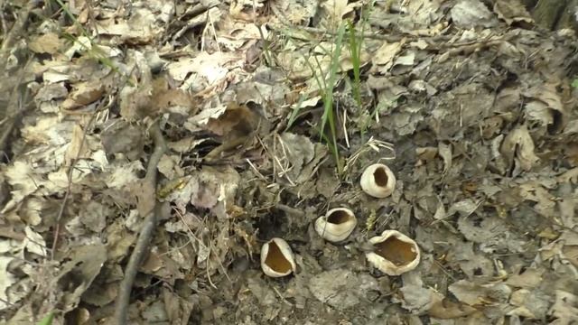 Грибы Пецица Коричневая ?! Увидите и Услышите Звук лесных Упырей ! смотреть онлайн