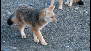 Чили 3 "Патагония"