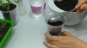 ПОСЕЙТЕ ТОМАТЫ ТАК ДЛЯ РАННЕГО УРОЖАЯ! СРОКИ ПОСЕВА СЕМЯН, ПОСЕВ РАННИХ ТОМАТОВ НА РАССАДУ!