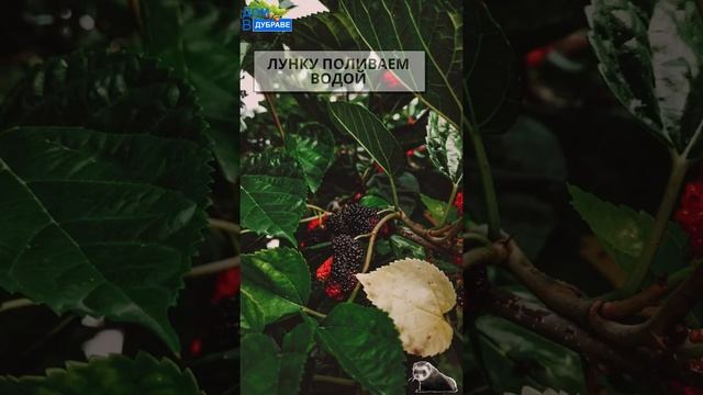 Ежевика посадка и уход / Ежевика сорт Честер / #shorts