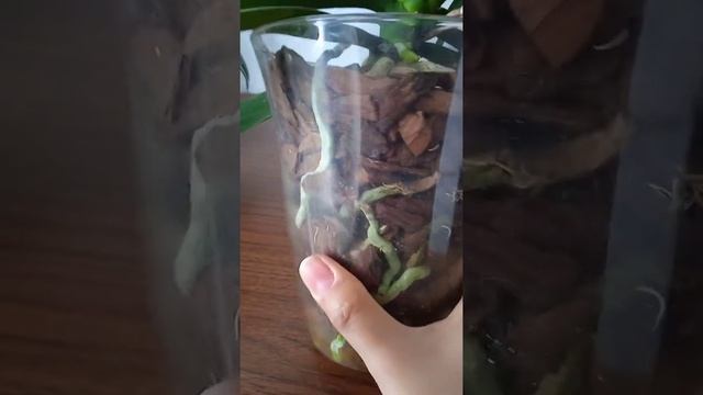 Полив орхидей в радость. Легко и просто смотреть онлайн