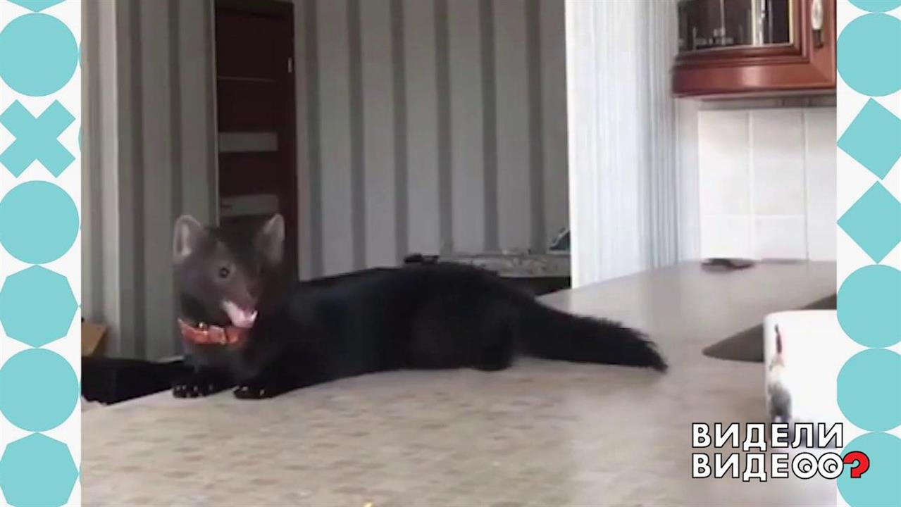 Шустрый соболь. Видели видео? Фрагмент выпуска от 20.10.2019