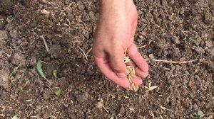 Как сеять сидераты летом после уборки лука и чеснока Какие сидераты сею я