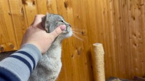 влог: 24 ЧАСА НА ДАЧЕ! КОМНАТА ДЛЯ КОТОВ, ШАШЛЫК, МАРУСЯ СЧАСТЛИВА!