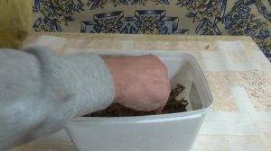 Укоренение одревесневших черенков ежевики во мхе сфагнуме.