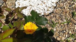 Розы первое цветение Амадина и Жёлтая кукла