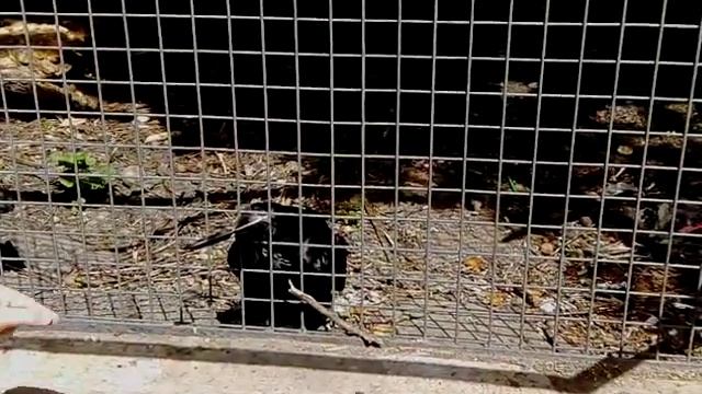 Киевские вОроны / Crow in Kiev (Ukraine) смотреть онлайн