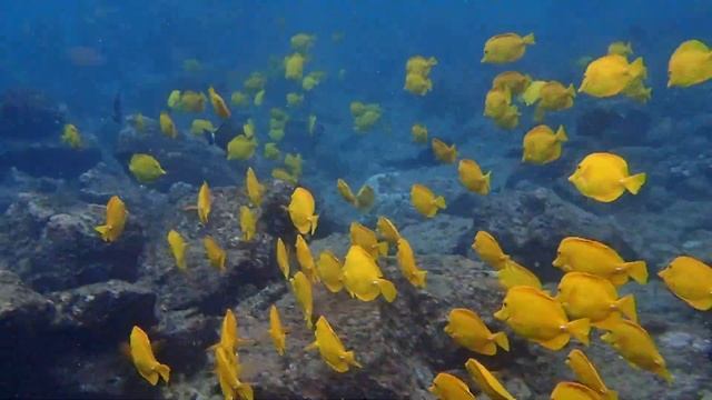Yellow Tang Fish - Yellow Tang School - Marine Life Documentary смотреть онлайн
