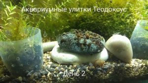 Улитки Теодоксус в деле