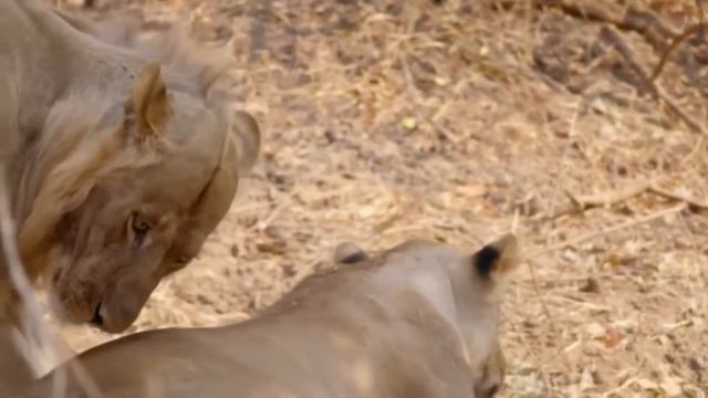 Африка аңчылары. Нсефу үй-бүлөөлүк арстандар тобу. смотреть онлайн