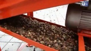 Машина для очистки фундука от плюски