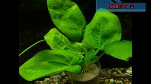 Эхинодорусы Горизонтальный. Огненное перо. В свете требования. #Аквариумистика#аквариумныерастения#