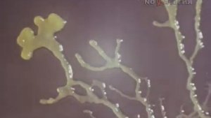 Киножурнал "Хочу всё знать" - Выпуск №  142