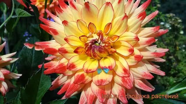 Георгина кактусовая Мерлуза (dahlia merluza) ? Мерлуза обзор: как сажать, рассада георгины Мерлуза