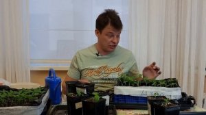выращивание рассады перца в ящиках, пикировка и заглубление, пересадка и рассадка рассады перца.