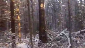 Восточно-сибирская лайка, 11 месяцев, работа по соболю в дупле