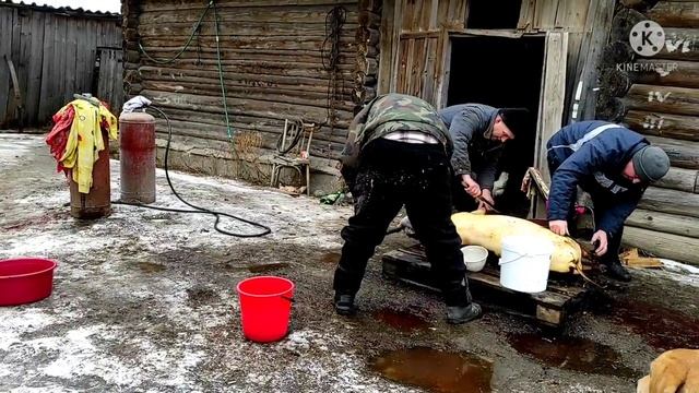 Разделка свиньи от начала и до конца