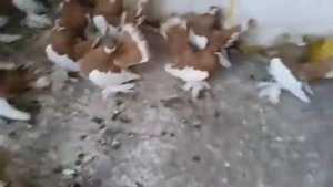 Cтатные голуби в Kазахстане / Stately pigeons in Kazakhstan (Василий Старков / Пресновка)