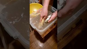 Как  аккуратно почистить судака и берша в домашних условиях?