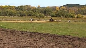 Скачки лошадей. ВКС, Старая Гордеевка.