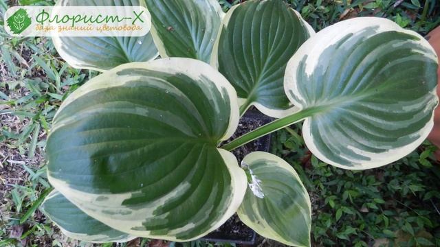 Виды и сорта хосты смотреть онлайн