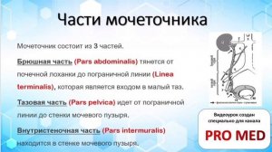 Анатомия Мочеточника за 3 минуты!