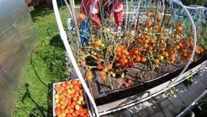 Показываю какой урожай томата Верочка удалось вырастить в этом сезоне. Урожай выходного дня.