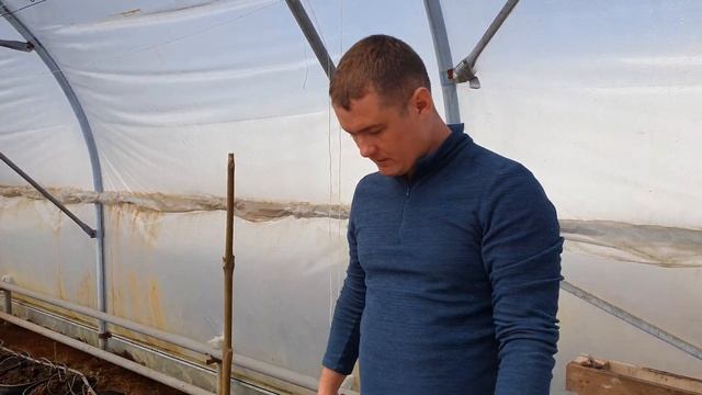 Саженцы Павловнии в горшках. смотреть онлайн