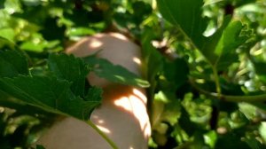 Как узнать пол шелковицы по форме листьев?