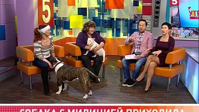 Dogs 5 - Бультерьер bullterrier