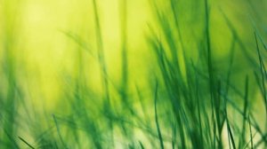 Футаж — Яркая зеленая трава. Футажи (footage) красивая природа [FullHD]