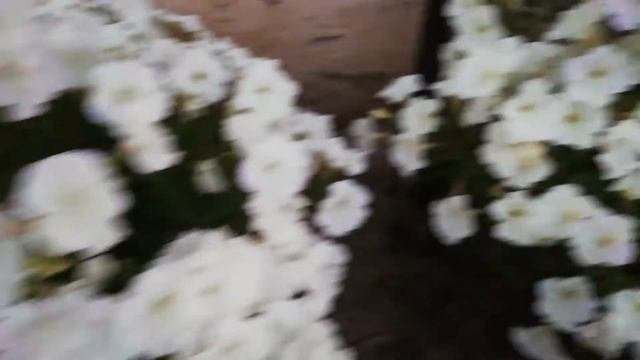 Петунии из собранных семян, что получилось