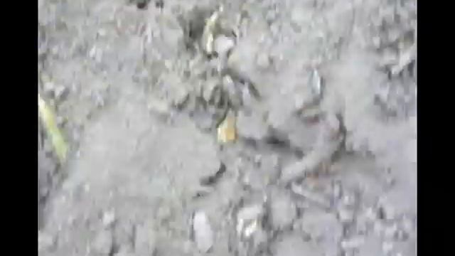 Посадка луковичных(тюльпан, крокус и т.д.) смотреть онлайн