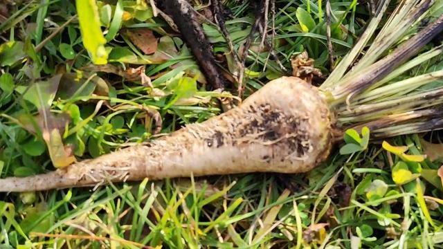 Капуста гниёт/Урожай капусты#дача#сибирь#влог#огород#капуста смотреть онлайн