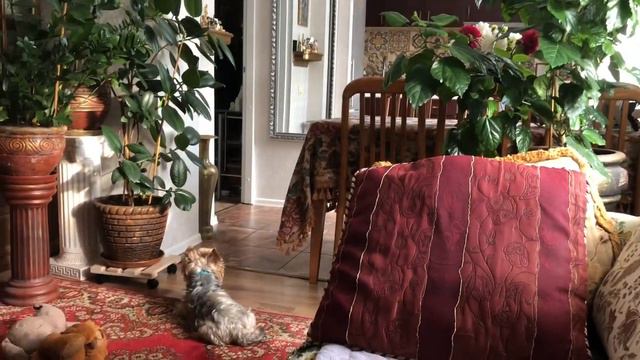 541.Эстония.Цена на газ #жизньвэстонии #novatinafilm #vlog смотреть онлайн