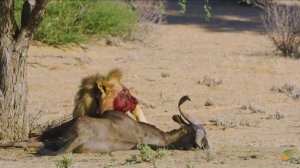 1 Природа - дикие животные Мозамбик формат 4 к часть Moçambique