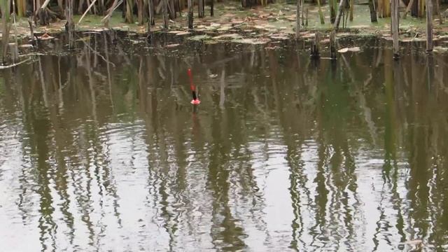 Рыбалка на живца.Поклевки крупным планом!!!Щука в октябре. смотреть онлайн