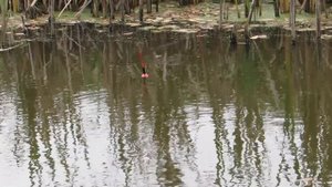 Рыбалка на живца.Поклевки крупным планом!!!Щука в октябре.