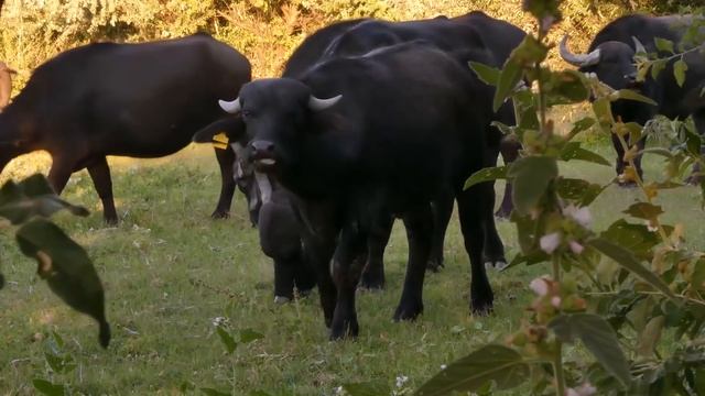 Клип про Ежа смотреть онлайн