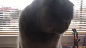 Самый редкий LPS, коллекция кошек