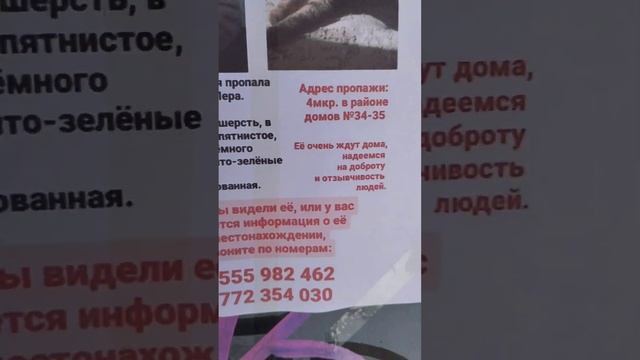 ‼️ ВНИМАНИЕ ПРОПАЛА КОШКА В РАЙОНЕ 4 МКР ДОМОВ 34-35 ПОЖАЛУЙСТА РАСПОРОСТРОНИТЕ ВИДЕО‼️